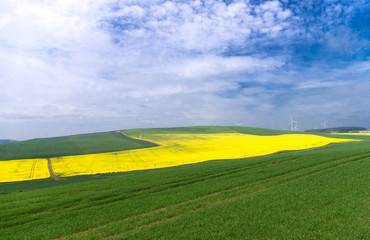 Fototapeta premium rapeseed field and blue sky