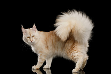 Gorgeous Red Maine Coon Cat Crouching Isolated on Black Background © seregraff