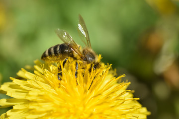 Honey bee on dandelion flower. Honey bee pollinating on spring meadow