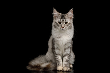 Tabby Maine Coon Cat Sitting and Gazing on Isolated Black Background