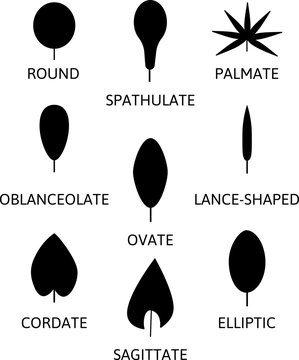 different leaf shapes lance-shaped, ovate, elliptic, cordate, round. Silhouette