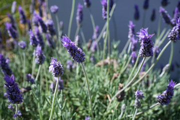 Lavender bloom on a green background
