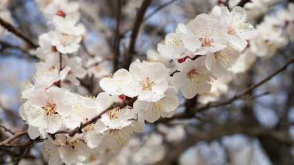 Flowering fruit tree. Plenty of white flowers in spring
