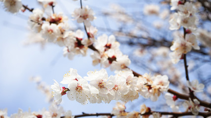 Flowering fruit tree. Plenty of white flowers in spring
