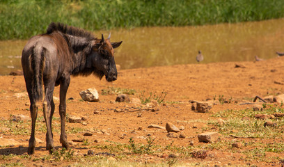 baby blue wildebeest standing and looking towards right with copy space on right