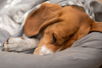 Sleepy beagle dog having a nap indoors
