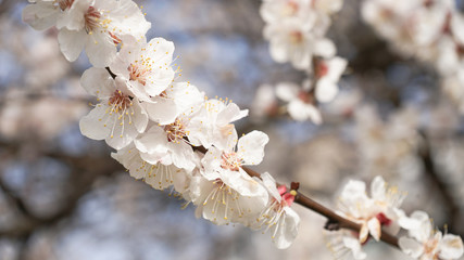 Flowering fruit tree. Plenty of white flowers in spring
