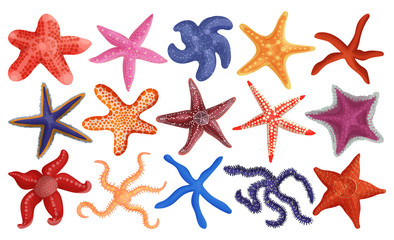 Fototapeta na wymiar Sea starfish vector cartoon set icon. Vector illustration marine star on white background. Isolated cartoon set icon sea starfish.