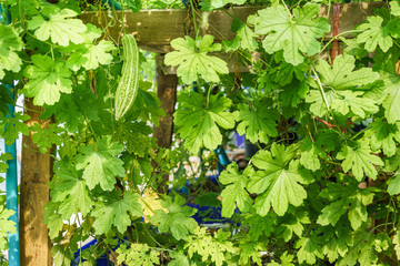 Bitter melon grown with aquaponics system