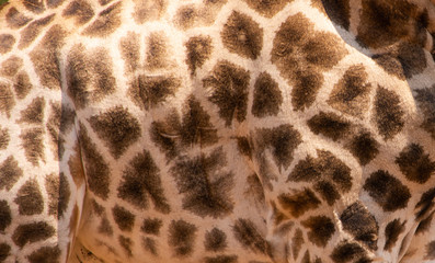 close up of giraffe skin pattern