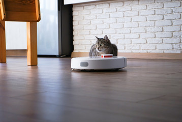 Cat and Robot Vacuum Cleaner
