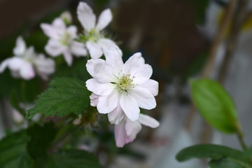 Obraz na płótnie Canvas Blackberry flowers