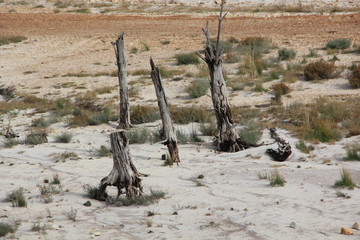 Drought, tree stumps, Theewaterskloof Dam, Western Cape