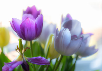 A high key close up photo of purple and mauve tulip heads
