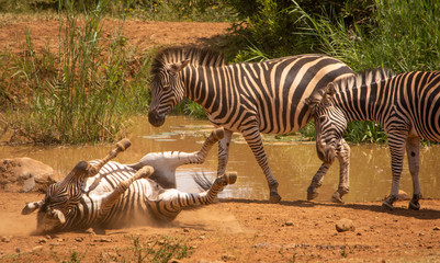 Obraz na płótnie Canvas three zebra playing by waterhole with one rolling