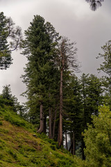 Green mountain with pine trees and beautiful clouds