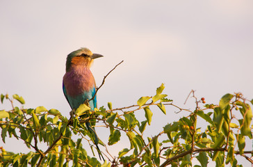lilac breasted roller perched on the top of a tree with the sky behind looking left