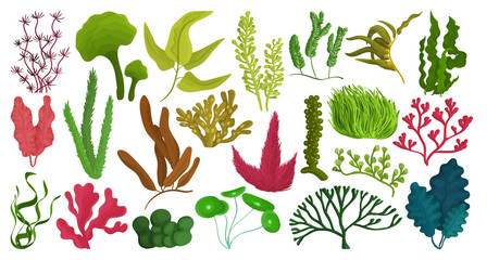 Seaweed isolated cartoon set icon. Vector cartoon set icon marine algae. Vector illustration seaweed on white background.