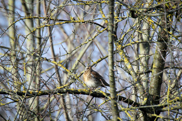 Ein Vogel sitzt im Winter im kargen Geäst eines Baumes