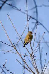 Ein Vogel sitzt im Winter im kargen Geäst eines Baumes