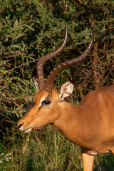 portrait of an impala ram with large horns looking left
