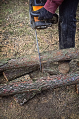  man cuts a tree into pieces at a forest