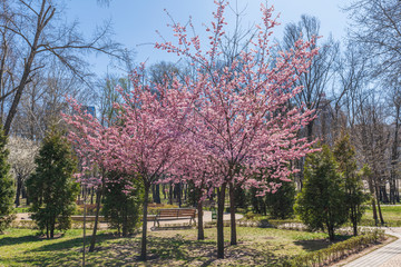 Blooming sakura in a landscape park