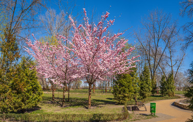 Blooming sakura in a landscape park