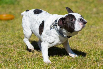 French bulldog in sunny garden with green grass