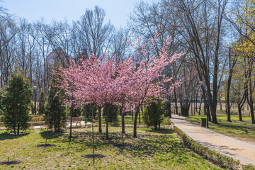 Blooming sakura in a landscape park