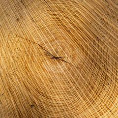 Wood texture of cut tree trunk - wooden surface background
