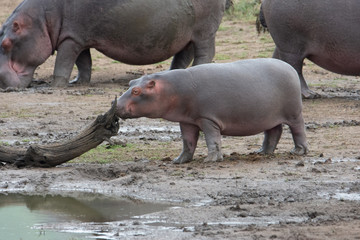 baby hippopotamus sniffing a branch by waterhole