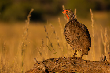 Swainson's spurfowl on a branch with mouth open and copy space on left