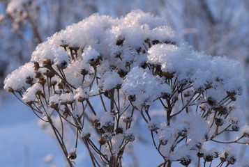 snow covered branches
