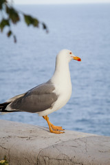 Portrait einer einzelnen Möwe auf einem Podest