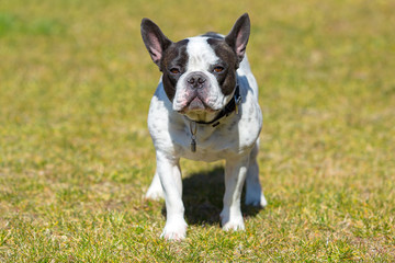 French bulldog in sunny garden with green grass