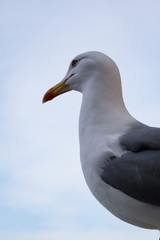 Portrait einer einzelnen Möwe auf einem Podest