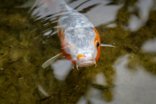 Portrait eines Koi Karpfen im Teich