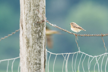 A whinchat (Saxicola rubetra) in a wet field