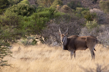 eland standing and with head turned toward viewer