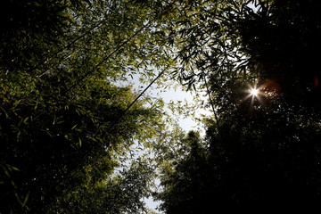 Obraz premium 대나무 숲