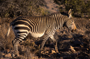 Fototapeta na wymiar Adult mountain zebra walking through rocky ground