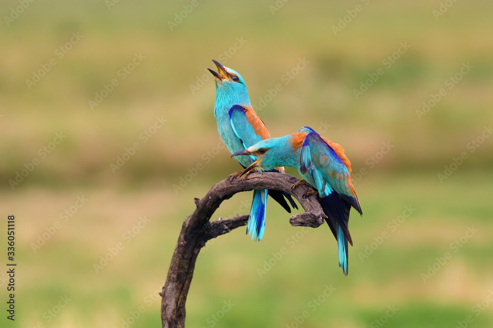 Wall mural The European roller (Coracias garrulus) flowing pair on branch with green field in background.