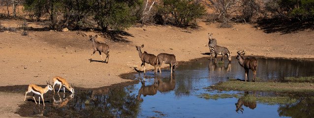 panoramic of kudu, zebra, and springbok drinking at a water hole