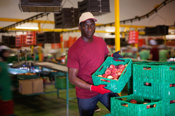 Positive Afro workman stacking boxes with harvested peaches on fruits sorting department