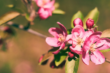 Close up of flying bees on a flower. Orange and Teal