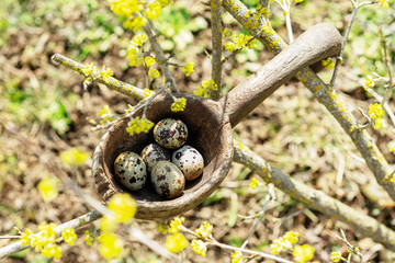 Obraz premium Natural Easter composition in early spring garden: nest in rustic wooden spoon with small quail eggs among flowering shrub twigs. Waiting for the spring holidays.