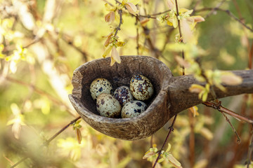 Natural Easter composition in early spring garden: nest in rustic wooden spoon with small quail eggs among flowering shrub twigs. Waiting for the spring holidays.