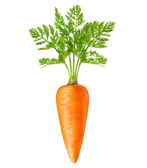Fresh carrot vegetable. Carrot isolated on white background. Carrot with clipping path.