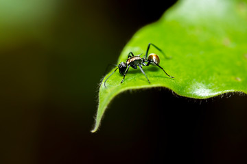 Golden-tailed Spiny Ant also known as Polyrhachis Hagiomyrma